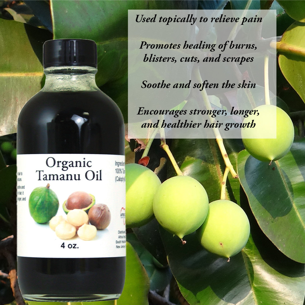 Organic Tamanu Oil - 4 oz.